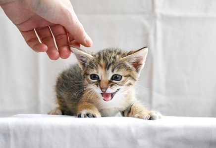 Kitten Health Check